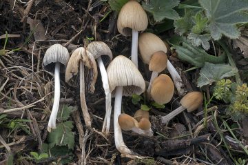 Coprinellus subimpatiens