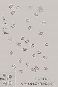 Cystodermella granulosa