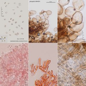 Cystodermella granulosa
