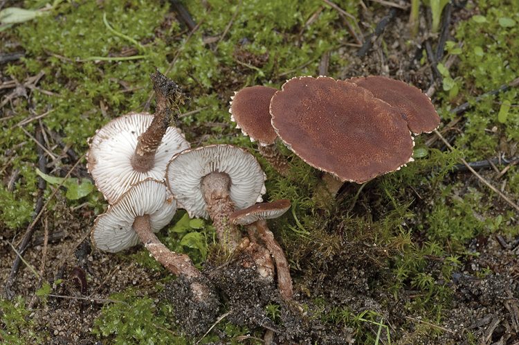 Cystodermella granulosa