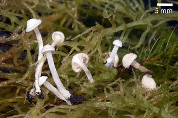 Entoloma rugosum