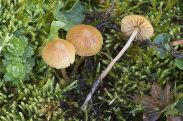 Galerina clavata