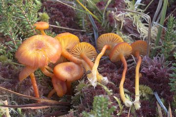 Hygrocybe coccineocrenata