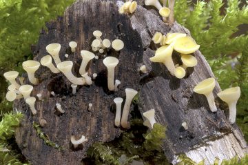 Hymenoscyphus conscriptus