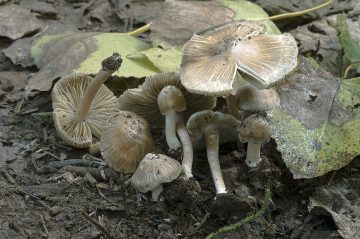 Inocybe tabacina