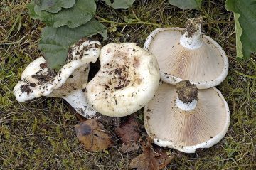 Lactarius controversus