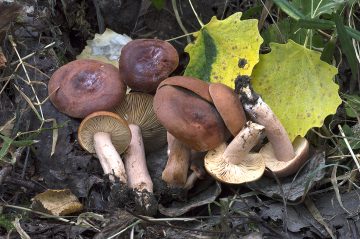 Lactarius lacunarum