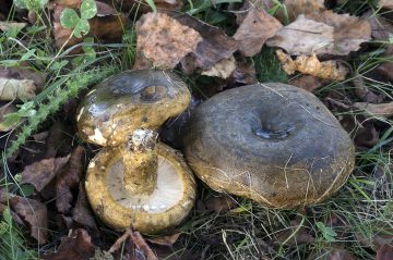 Lactarius plumbeus