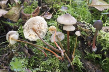 Mycena crocata