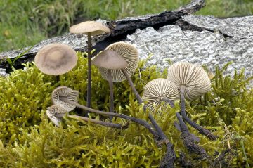 Mycetinis alliaceus
