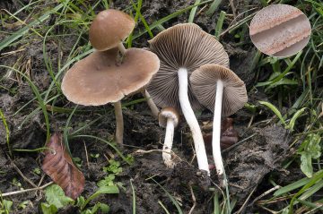 Psathyrella pseudocorrugis