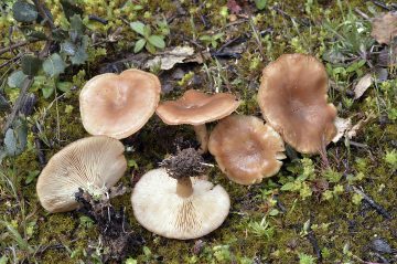 Rhizocybe vermicularis