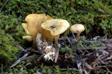 Rugosomyces fallax