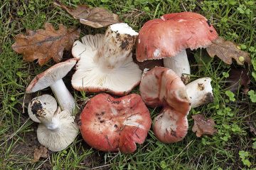 Russula luteotacta