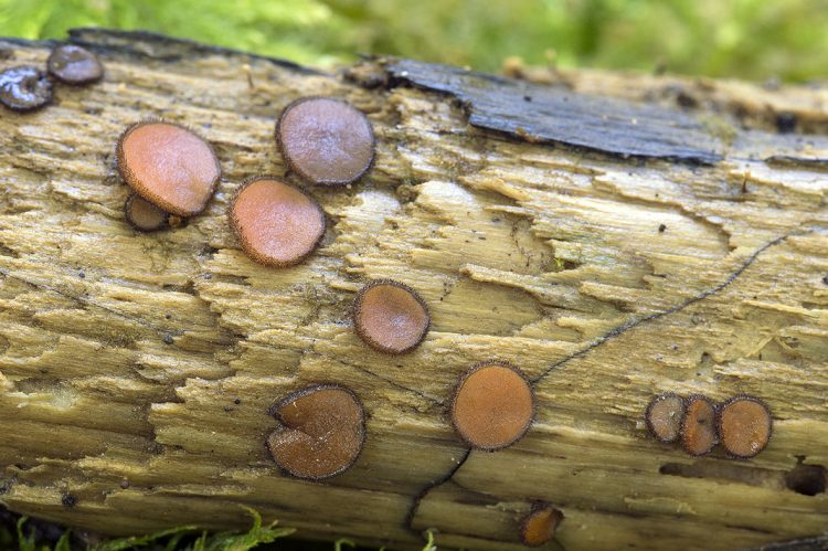 Scutellinia nigrohirtula (Svrček) Le Gal