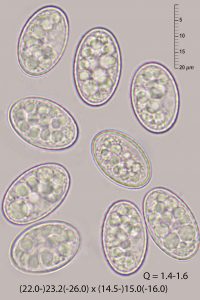 Scutellinia nigrohirtula (Svrček) Le Gal