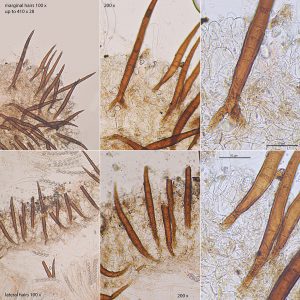 Scutellinia nigrohirtula (Svrček) Le Gal