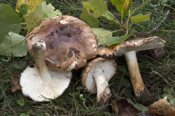 Tricholoma populinum