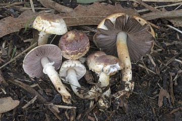 Agaricus arrillagarum