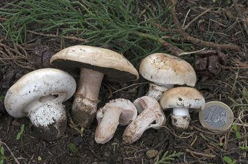 Agaricus bitorquis