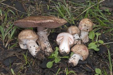 Agaricus depauperatus