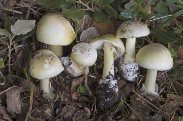 Amanita phalloides