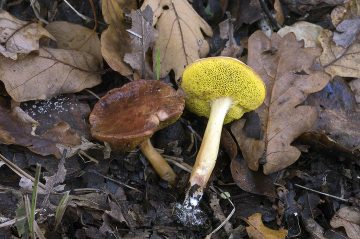 Aureoboletus gentilis