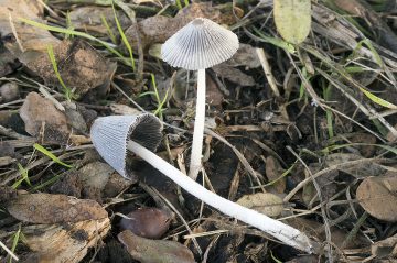 Coprinopsis lagopus var. lagopus