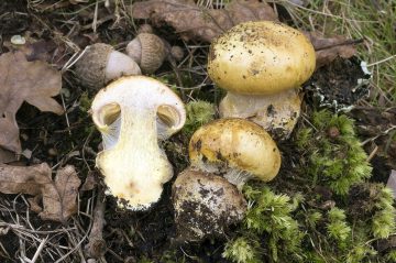 Cortinarius alcalinophilus