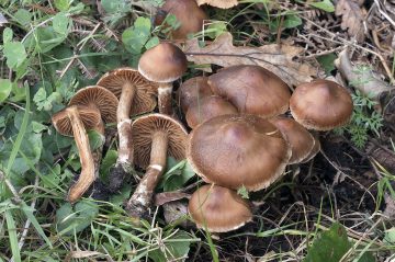 Cortinarius hinnuleus