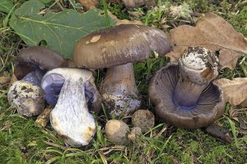 Cortinarius lepistoides