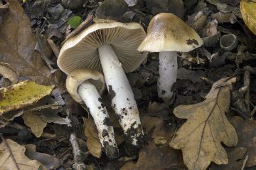 Cortinarius lividoochraceus