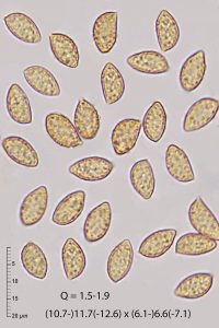 Cortinarius lividoochraceus