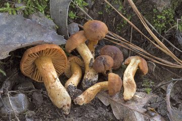 Cortinarius orellanus