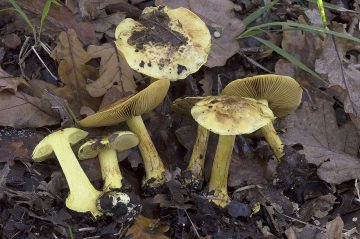 Cortinarius splendens