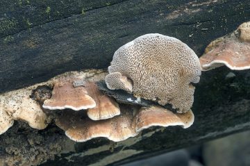 Daedaleopsis confragosa
