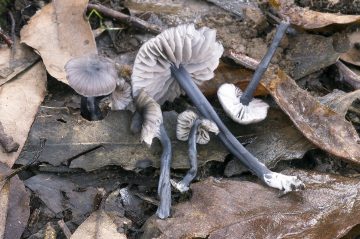 Entoloma pseudocoelestinum