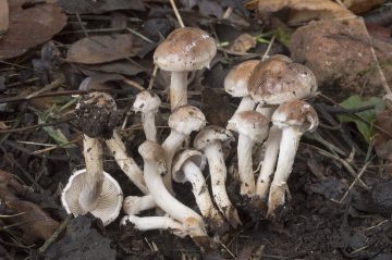 Hebeloma mesophaeum