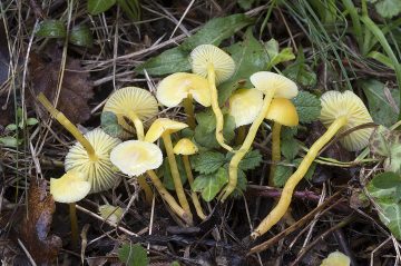 Hygrocybe glutinipes var. glutinipes