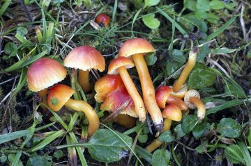 Hygrocybe mucronella