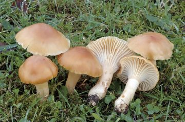 Hygrocybe pratensis