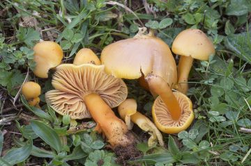 Hygrocybe quieta
