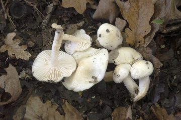 Hygrophorus cossus