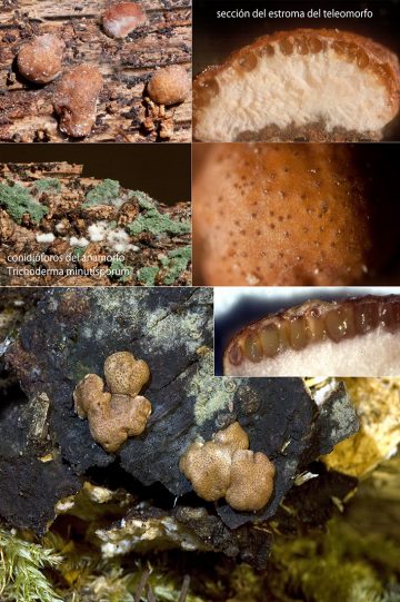 Hypocrea minutispora