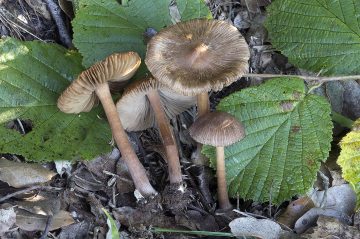 Inocybe asterospora.
