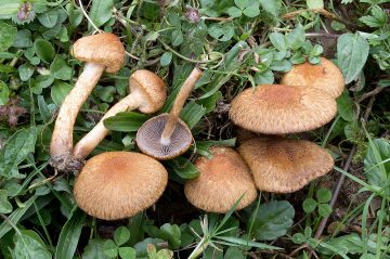 Lacrymaria pyrotricha