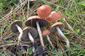 Leratiomyces ceres