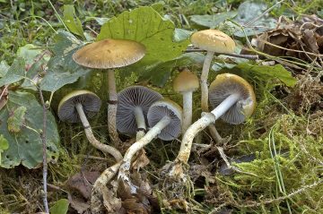 Leratiomyces squamosus