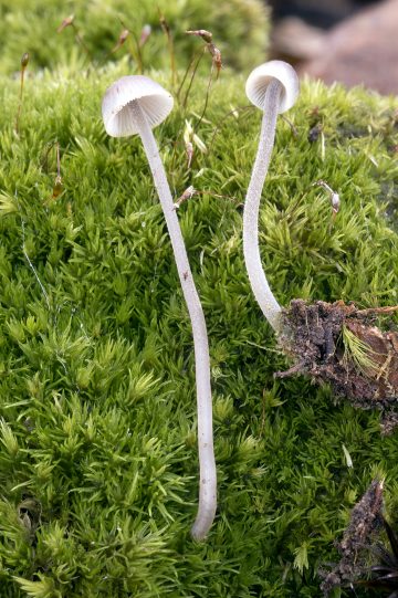 Mycena amicta