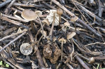 Mycena atropapillata